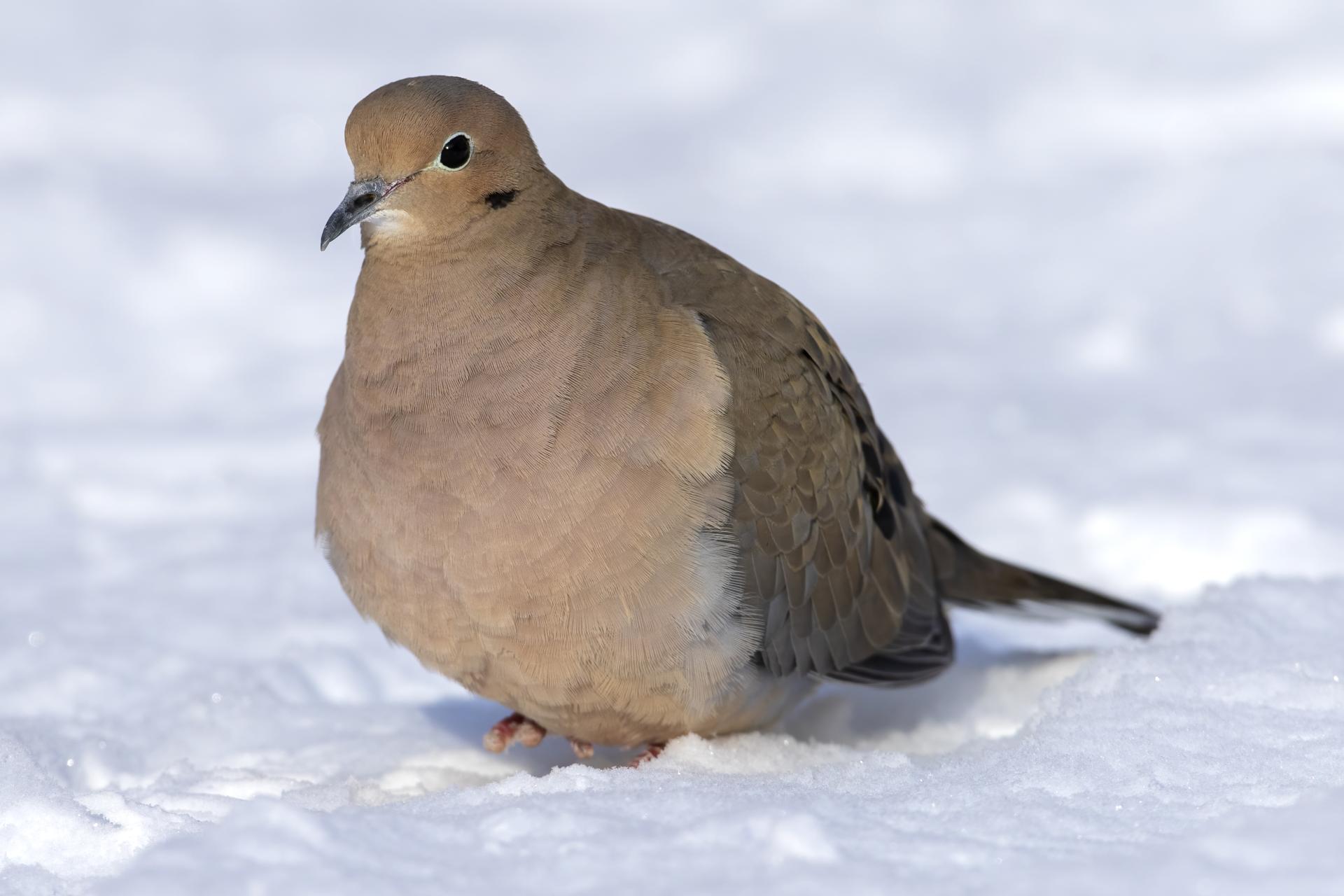 tourterelle-triste-mourning dove